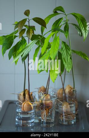 Keimende Avocado-Grube Stockfoto