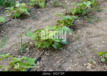 Bohnenpflanze im Garten, neue Bohnensprossen in Reihen, Bewässerung der Pflanzen mit dem Tropfsystem Stockfoto