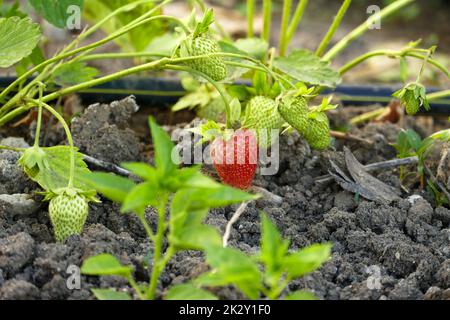 Erdbeeren im Boden anbauen, Erdbeerpflanzen mit Tropfsystem bewässern Stockfoto