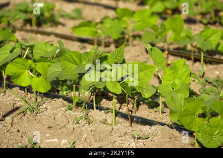 Bohnenpflanze im Garten, neue Bohnensprossen in Reihen, Bewässerung der Pflanzen mit dem Tropfsystem Stockfoto