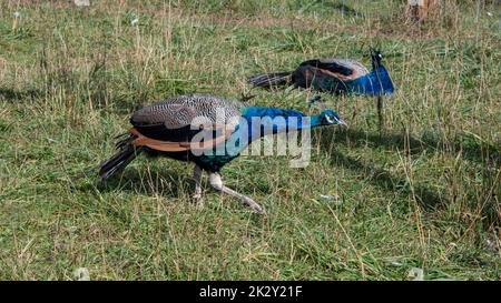 Zwei Pfauen auf einem hellen Hintergrund aus grünem Gras. Pfauen auf einem Bauernhof in Lettland. Stockfoto