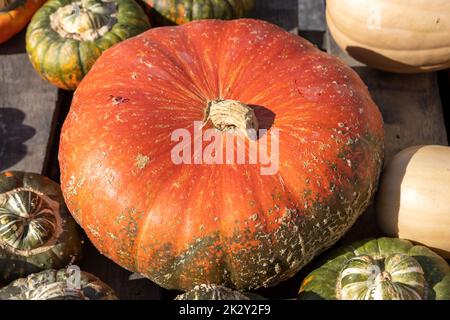 Großer dunkeloranger Kürbis aus nächster Nähe Stockfoto