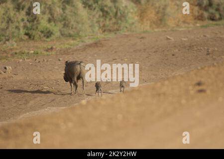 Weiblich mit jungen Nolan Warzenschweinen Phacochoerus africanus africanus. Stockfoto