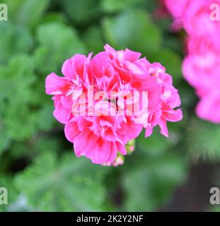 Blume Pelargonium (lateinisches Pelargonium) oder Geranium (lateinisches Geranium) blassrosa Stockfoto