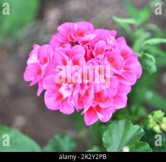 Blume Pelargonium (lateinisches Pelargonium) oder Geranium (lateinisches Geranium) blassrosa Stockfoto