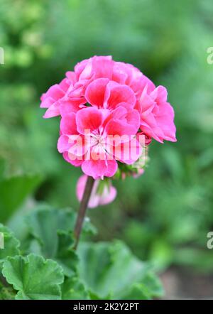 Blume Pelargonium (lateinisches Pelargonium) oder Geranium (lateinisches Geranium) blassrosa Stockfoto