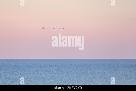 Sechs fliegende Mute Swans, Cygnus olor, bei Sonnenuntergang über der ostsee an einem bunten Himmel Stockfoto