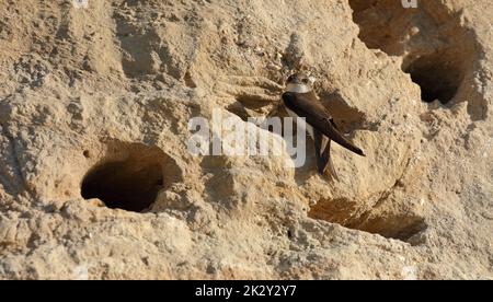 Der Sand martin - Riparia Riparia - in seinem Nest Stockfoto