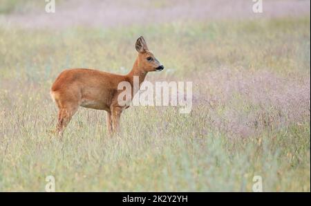 Rehe, Capreolus capreolus, Rehkitz, seitlich auf Ameadow schauend Stockfoto