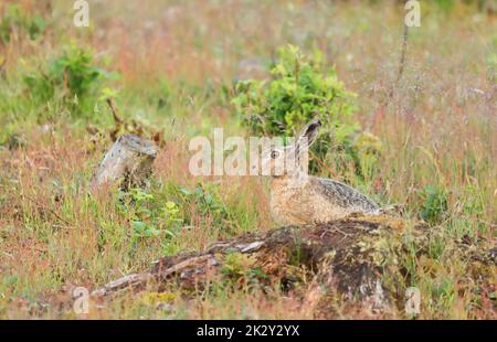 Brauner Feldhase liegt in der Natur Stockfoto