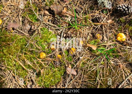 Eine Familie kleiner Orangenchanterellen, die in einem Pinienwald zwischen dem grünen Moos wachsen. Die Glatte essbarer Pilze. Stockfoto