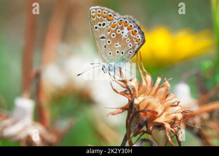 Plebejus argus, silberner blauer Schmetterling Stockfoto