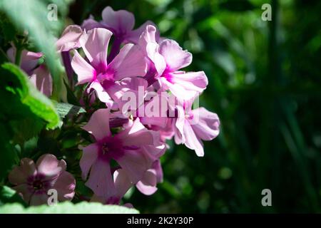 Blühendes rosa oder violettes Phlox-Blütenmakro an einem sonnigen Sommertag. Lila Phloxe Blumen Nahaufnahme im Sommergarten. Eine blühende Pflanze im Sonnenlicht mit rosafarbenen Blütenblättern und Blumenhintergrund. Stockfoto