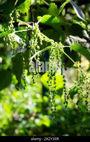 Urtica dioica, oft als gewöhnliche oder stechende Nesseln bezeichnet, mit Nesselblumen aus der Nähe Stockfoto