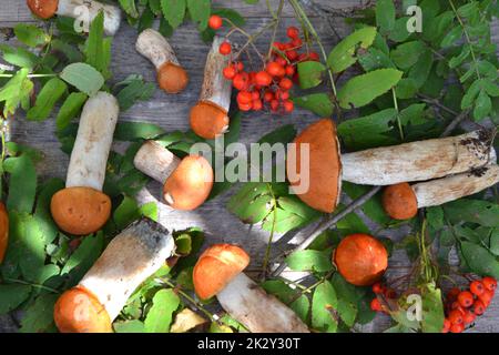 Frische wilde Orangenkappen-Boletus-Pilze auf einem hölzernen Tisch. Stockfoto