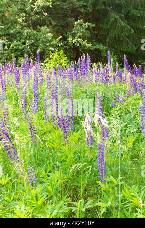 Lupinenfeld mit lila und blauen Blumen. Wunderschöne Lupinenblumen inmitten von hellem Grün. Stockfoto