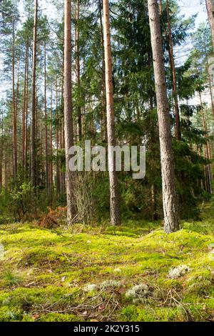 Die Sonne strahlt durch die Baumstämme in einem Nadelwald. Weißrussland, vertikales Bild Stockfoto