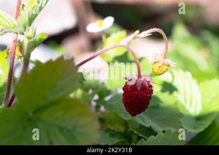 Rote und grüne wilde Erdbeeren mit weißen Blumen aus der Nähe. Wilde Erdbeeren im Wald, Makro Stockfoto