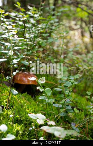 Eine Kastanie cep xerocomus badius auf Moos in einem wilden Wald mit Bokeh im Hintergrund Stockfoto