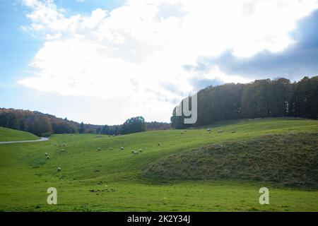 Cansiglio Wald Herbstansicht. Naturlandschaft Stockfoto