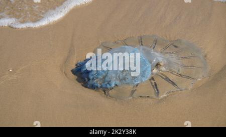 Tote Quallen wurden am Strand angespült. Rhopilema nomadica Quallen an der Mittelmeerküste. Vermikularfilamente mit giftigen stechenden Zellen können schmerzhafte Verletzungen bei Menschen verursachen. Stockfoto