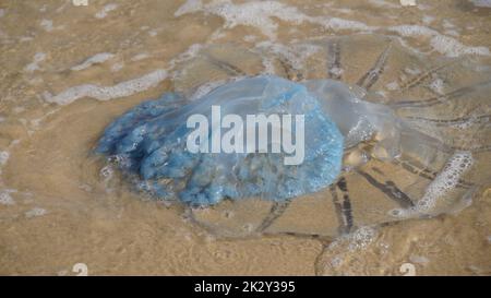 Tote Quallen wurden am Strand angespült. Rhopilema nomadica Quallen an der Mittelmeerküste. Vermikularfilamente mit giftigen stechenden Zellen können schmerzhafte Verletzungen bei Menschen verursachen. Stockfoto