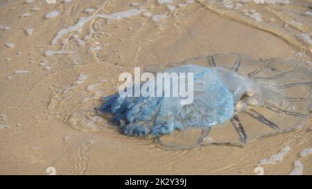 Tote Quallen wurden am Strand angespült. Rhopilema nomadica Quallen an der Mittelmeerküste. Vermikularfilamente mit giftigen stechenden Zellen können schmerzhafte Verletzungen bei Menschen verursachen. Stockfoto