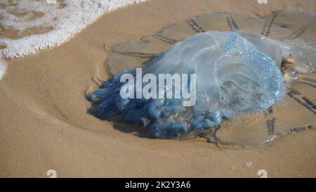 Tote Quallen wurden am Strand angespült. Rhopilema nomadica Quallen an der Mittelmeerküste. Vermikularfilamente mit giftigen stechenden Zellen können schmerzhafte Verletzungen bei Menschen verursachen. Stockfoto