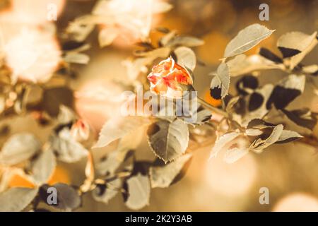 Ein Busch mit einer einzelnen blühenden Rose im Morgengarten Stockfoto