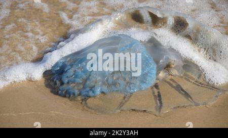 Tote Quallen wurden am Strand angespült. Rhopilema nomadica Quallen an der Mittelmeerküste. Vermikularfilamente mit giftigen stechenden Zellen können schmerzhafte Verletzungen bei Menschen verursachen. Stockfoto