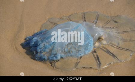 Tote Quallen wurden am Strand angespült. Rhopilema nomadica Quallen an der Mittelmeerküste. Vermikularfilamente mit giftigen stechenden Zellen können schmerzhafte Verletzungen bei Menschen verursachen. Stockfoto