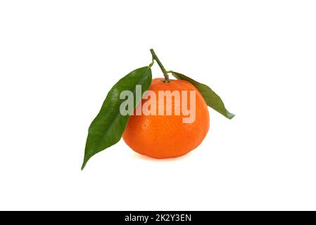 Clementine, Mandarine oder Mandarinen-Orangen Stockfoto