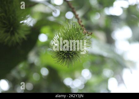 Eine Rambutanfrucht auf dem Baum Stockfoto