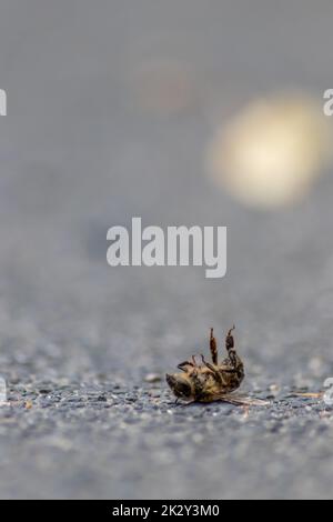 Tote Bienen auf dem Boden, die durch Varroamilben-Krankheit oder Insektizide vergiftet oder infiziert sind, töten die nützlichen Organismen und stellen eine globale Gefahr für Bestäubung und Nahrungsmittelproduktion durch Bienensterben dar Stockfoto