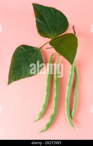 Grüne Bohnen Pflanzen Laub mit hängenden Bohnen, auch bekannt als französische Bohnen, Schnur Bohnen oder Druckknöpfe, schnell wachsende pflanzliche Rebe isoliert Stockfoto