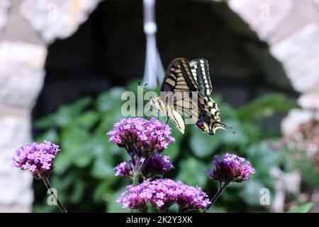 Schwalbenschwanz (Papilio machaon) auf einer Ebene Stockfoto