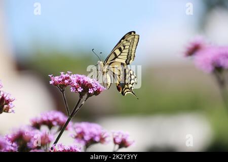 Schwalbenschwanz (Papilio machaon) auf einer Ebene Stockfoto