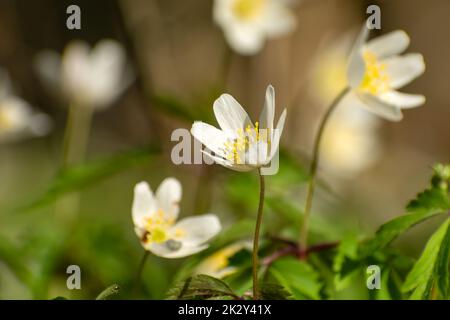 Weiße Anemone-Nemorosa-Blumen aus der Nähe, Frühlingsblick Stockfoto