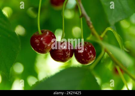 Reife Kirschen, die an einem grünen Baum hängen Stockfoto