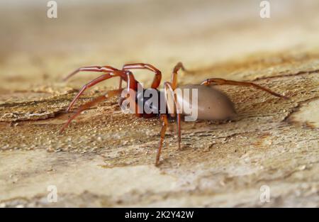 Nahaufnahme einer sechsäugigen Spinne. Es ist eine Familie der wahren Webspinnen. Stockfoto