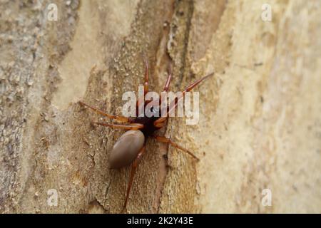 Nahaufnahme einer sechsäugigen Spinne. Es ist eine Familie der wahren Webspinnen. Stockfoto