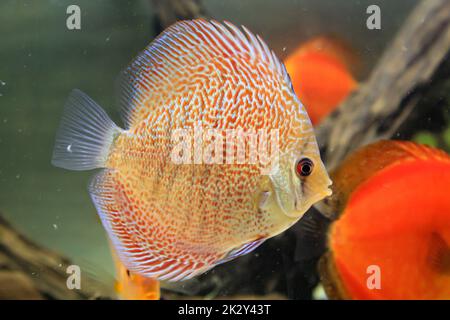 Porträt eines wunderschönen bunten Discus Cichlid in einem Amazonas-Aquarium. Stockfoto