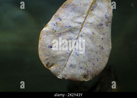 Nahaufnahme eines Semandelbaums oder einer Strandmandel. Zur Verbesserung der Wasserqualität in Aquaristik aufgenommen. Stockfoto