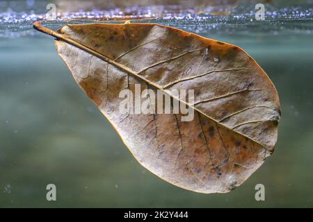 Nahaufnahme eines Semandelbaums oder einer Strandmandel. Zur Verbesserung der Wasserqualität in Aquaristik aufgenommen. Stockfoto