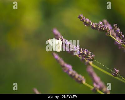 Kohl weißer Schmetterling auf der Nahrungssuche auf einer Lavendelblüte Stockfoto