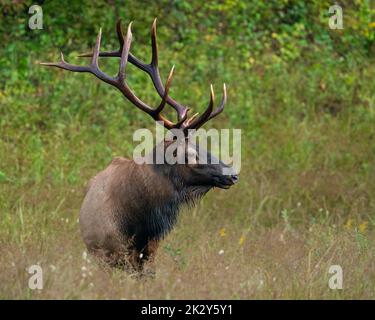 Ein steiniger Bullen-Elch. Stockfoto