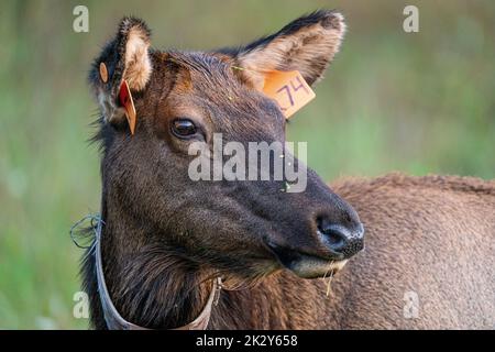 Ein Porträt eines Kuhelchs Stockfoto