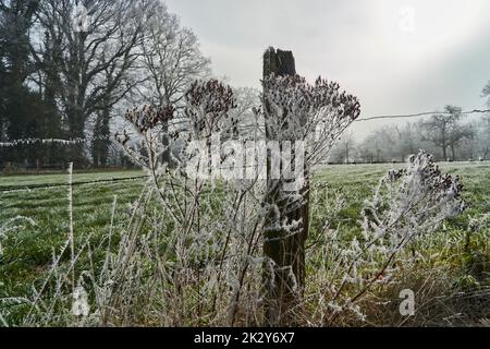 Raureif, auch Raureif, Strahlungsfrost oder Pruina, sind weiße Eiskristalle, die sich auf dem Boden ablagern oder lose an exponierten Objekten wie angebracht sind Stockfoto