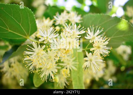 Blumen einer Linde unter grünen Blättern an einem hellen Frühlingstag mit blauem Himmel auf dem Hintergrund. Die Blumen der Linde zwischen den grünen Blättern auf a Stockfoto
