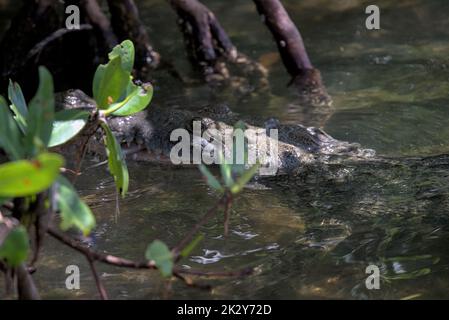 Ein mexikanisches Salzwasser-Krokodil mit Fisch im Mund. Touristen-Betreiber füttern diese in rio lagartos Wildlife Refugium und Schutzgebiet. Stockfoto